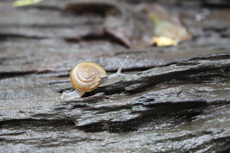泰国森林中旧木头的小蜗背景图片