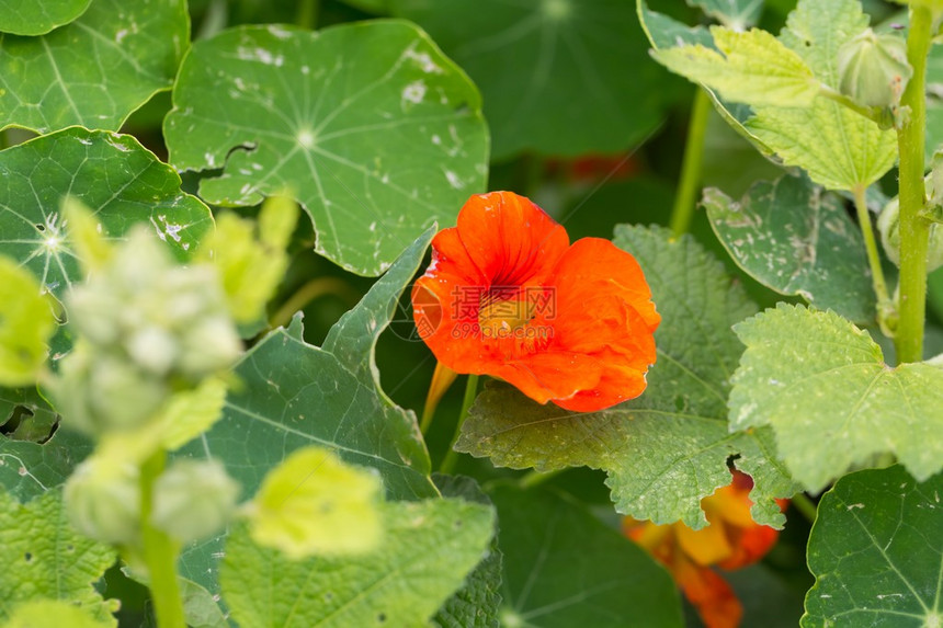 花朵在花园中盛开关闭夏图片