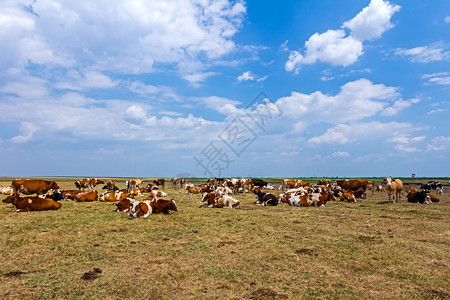 牛和小母牛们在草地的夏季牧高清图片