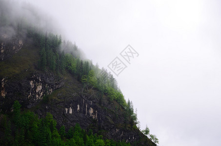 雾中树木陡峭的山坡图片