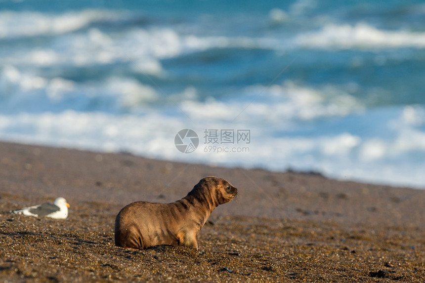 巴塔哥尼亚小狗海狮肖像海豹在海滩上图片