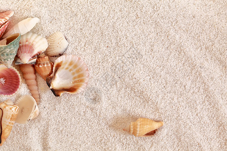 白色沙子上的海壳图片