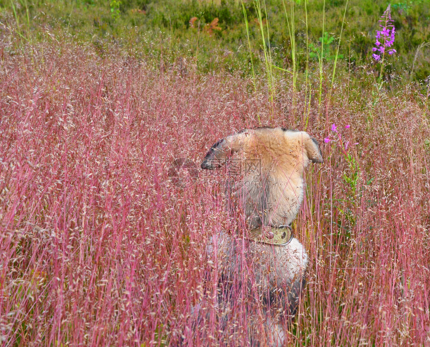 在森林空地的晴朗的夏日浅绿色项圈的颈背小狗他第一次看到了大自然图片