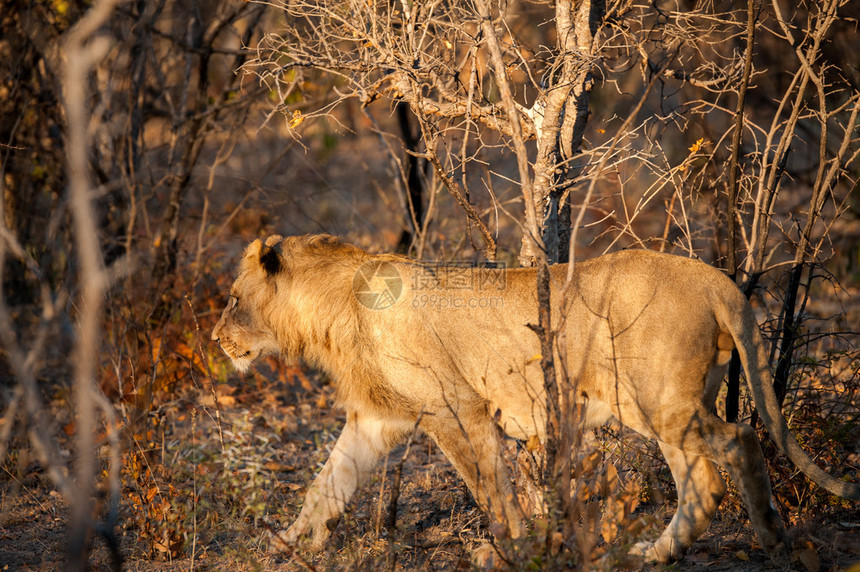 金色的年轻狮子猎一只图片