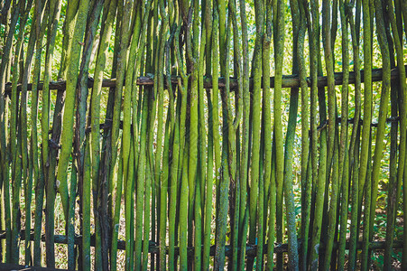 老柳条Il藤篱的柔韧枝条天然木材纹理图片