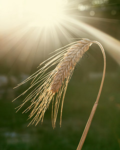 夏天成熟的麦穗图片