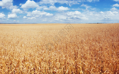 天空下的草甸小麦图片
