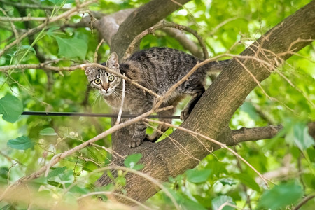 顽皮的猫爬树图片
