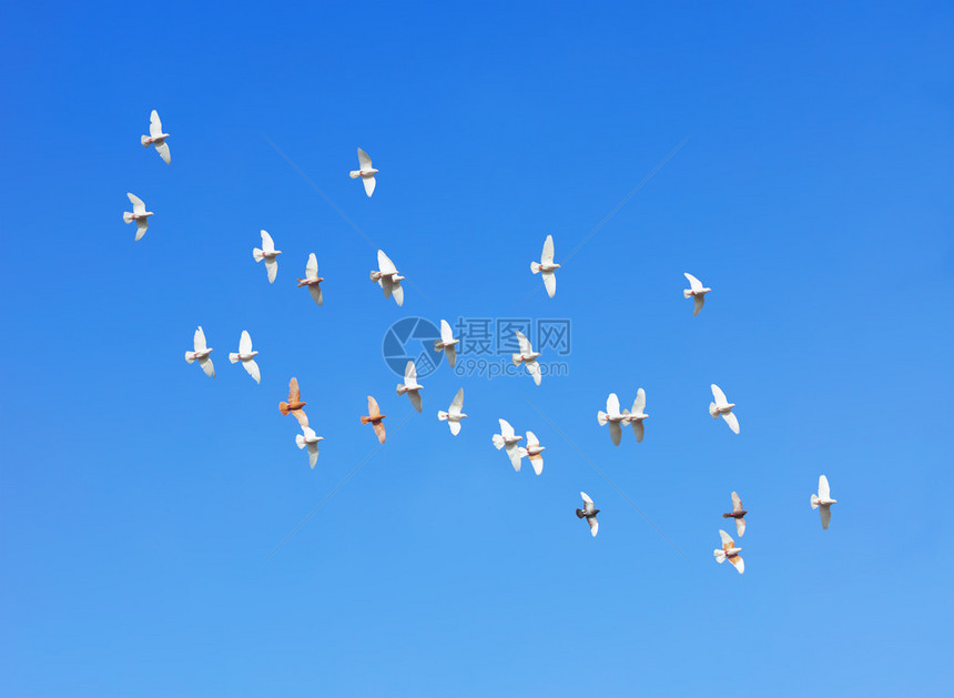 一群鸽子在蓝天上飞翔图片