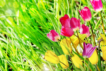 春天的花朵水仙花和郁金香图片