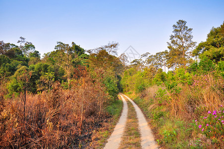 ThungSalangLuang公园森林图片