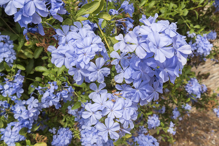 蓝花海棠海角草蓝色茉莉图片