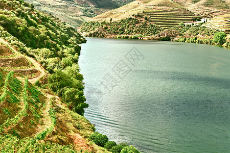 葡萄牙杜罗河谷的葡萄园文艺图片