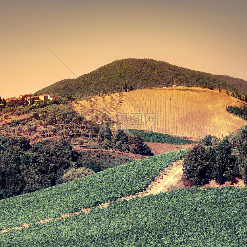 Toscan在日落回溯图像过滤样式中带有藤园和橄榄树绿地的图s图片