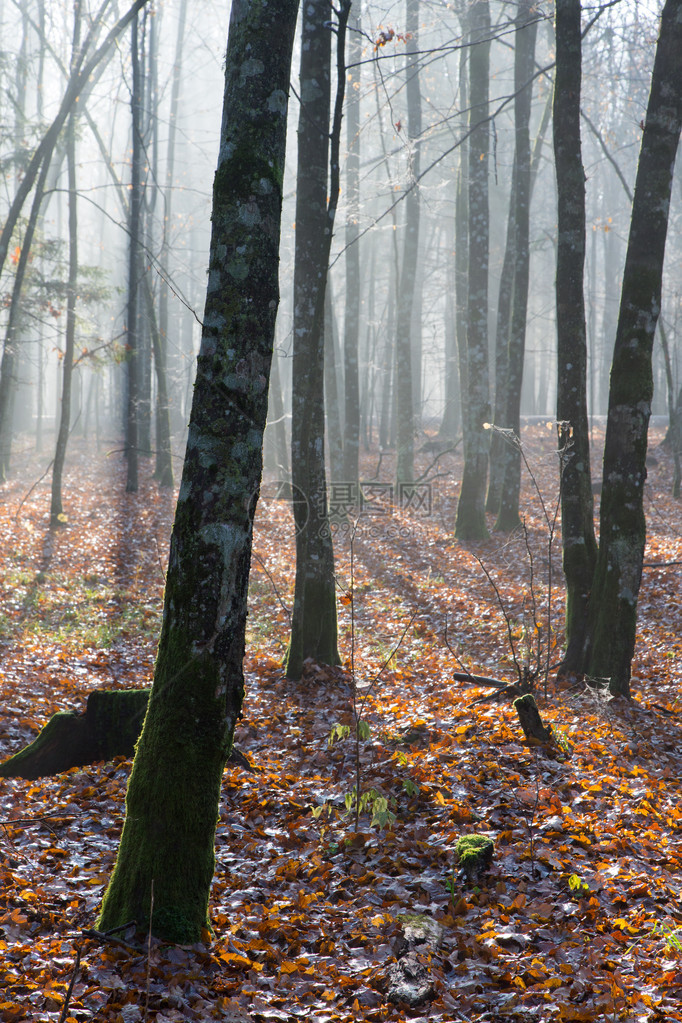 秋天清晨在森林中图片
