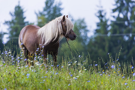 马匹波兰苏斯莫尔尼高清图片