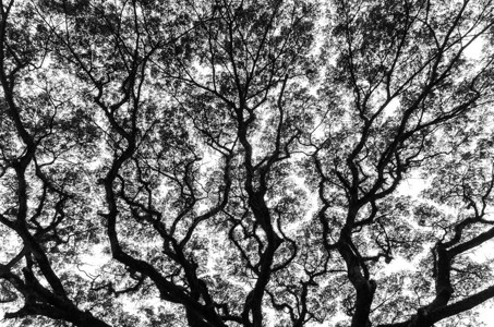 黑白相间的树枝图片