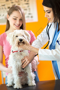 在兽医诊所对马耳他病狗进行听图片