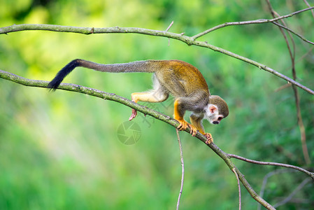 常见松鼠猴子Saimirisciureus图片