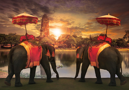 大城世界遗产地旧宝塔前的泰国王传统配饰大象装扮图片