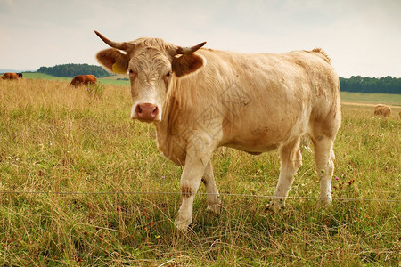 白牛在草地上吃草炎热的阳光灿烂的日子在草地上干黄草茎苍背景图片