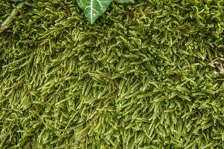 石头特写镜头上的绿色苔藓图片