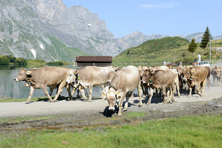 牧牛群在瑞士大山上恩格尔贝格的Trueb图片
