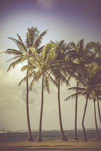 棕榈树剪影映衬日出的复古色调图片图片