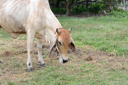 好奇的牛在田里吃草图片