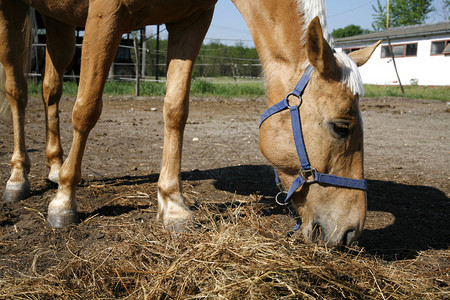 年轻的马鞍在农场吃干草图片