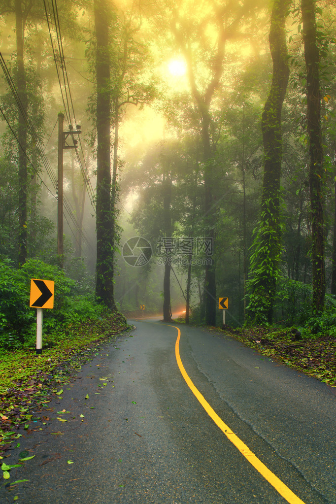 清晨雾中的森林道路有可图片