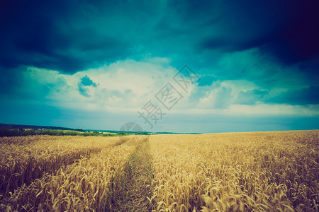 四目一片情小麦风景优美高清图片