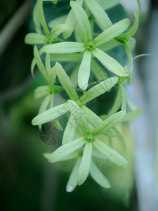 绿花朵皇后的怒吼砂图片