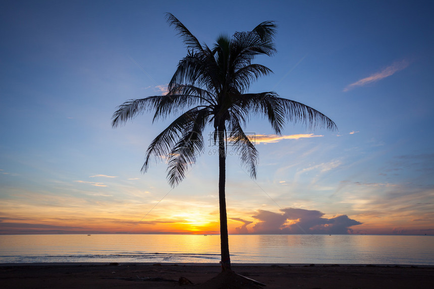 日出时的棕榈林剪影图片