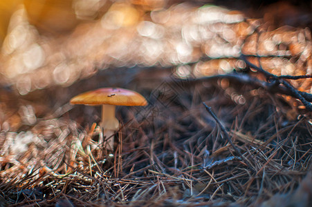 森林蘑菇浅深田野和布图片