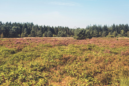 HeathlandBlossom地貌与松树森林在地平图片