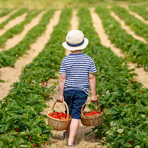 有趣的小孩在有机生物浆果农场采摘和吃草莓图片