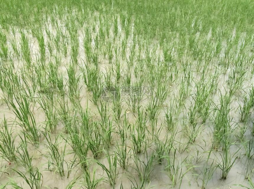 农村的稻田图片