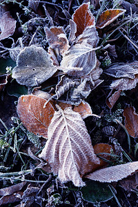 在冬日被冰雪覆盖的叶子图片