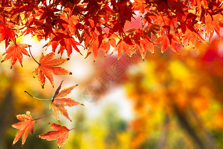 红秋叶图片