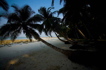 田园诗般的七号海滩上前倾的棕榈图片