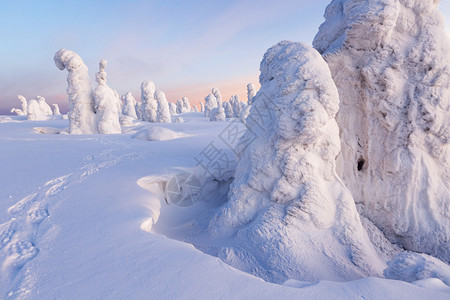 大雪和被雪困住的树木背景