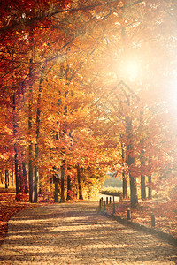 美丽的秋天树木与阳光在公园里图片