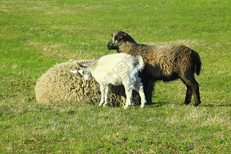 小山羊和小羊在牧场上玩耍图片