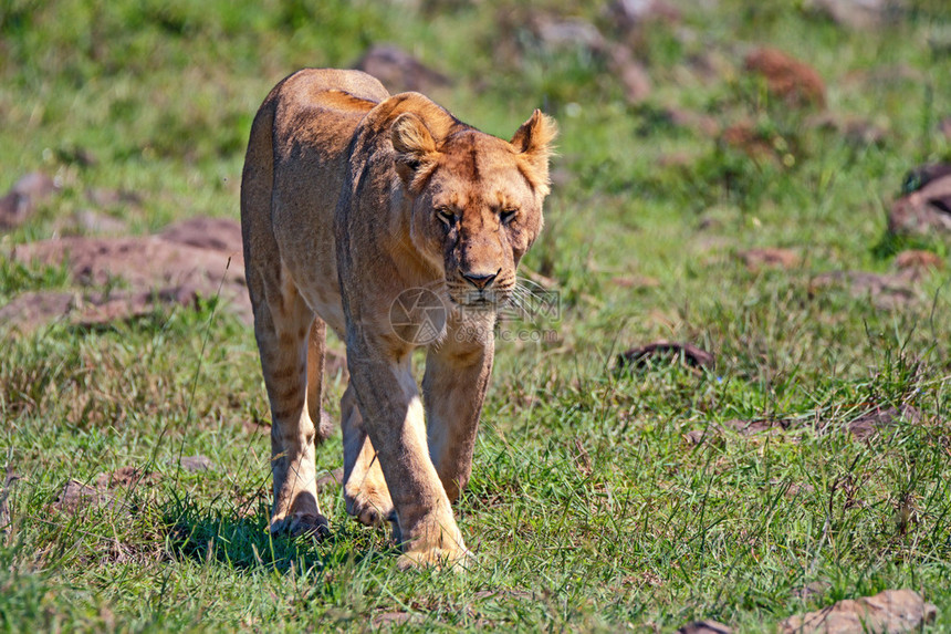 女狮子豹Leo正在热图片