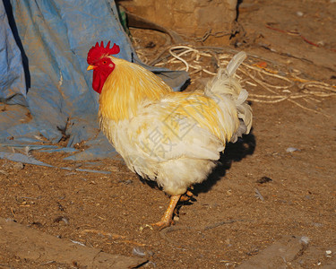 鸡在家禽养殖图片