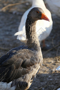 鹅头和脖子的特写图像背景图片