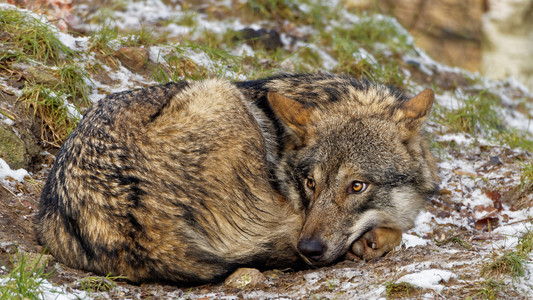 可爱的蜷缩着冬衣的雌斯堪的纳维亚灰狼看起来很害怕她身图片