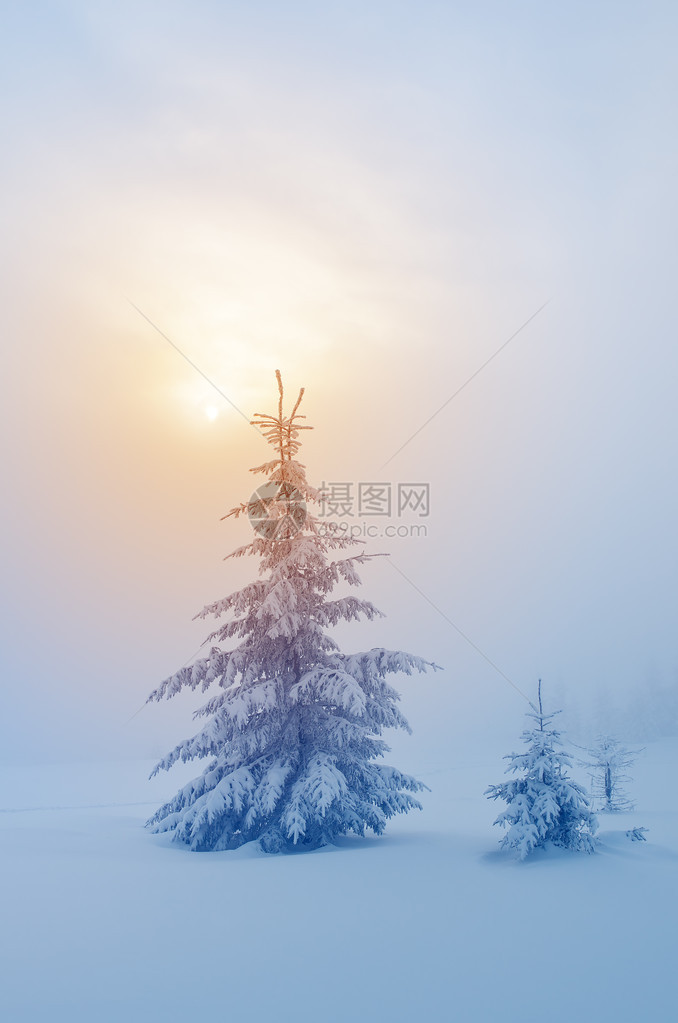 雪下的火林圣诞节景色美丽的冬季图片