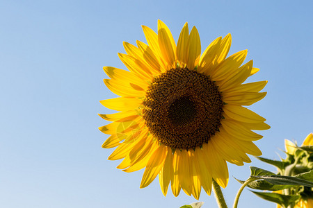 美丽的自然大充满活力的阳光向日葵植物图片